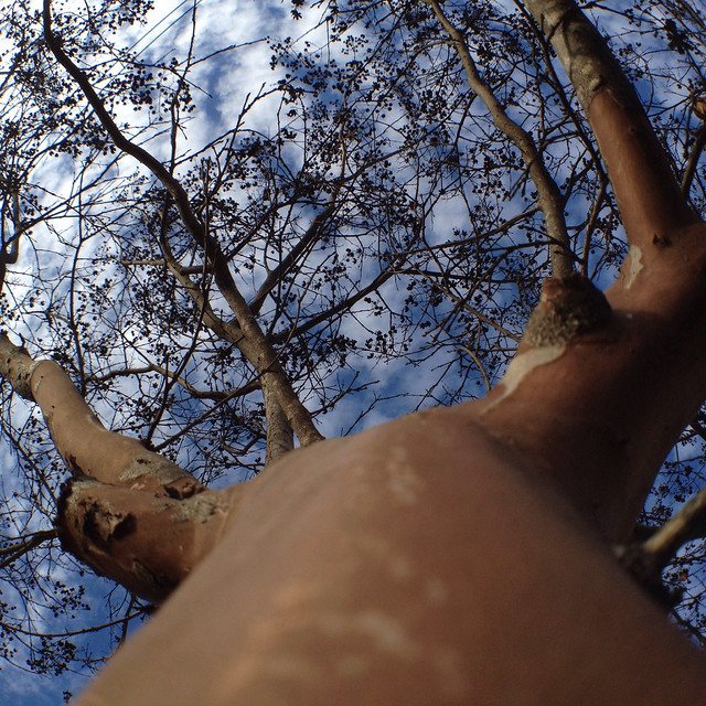 Tina Rice combo apps