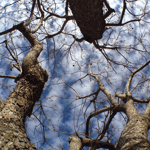 Tina Rice combo apps