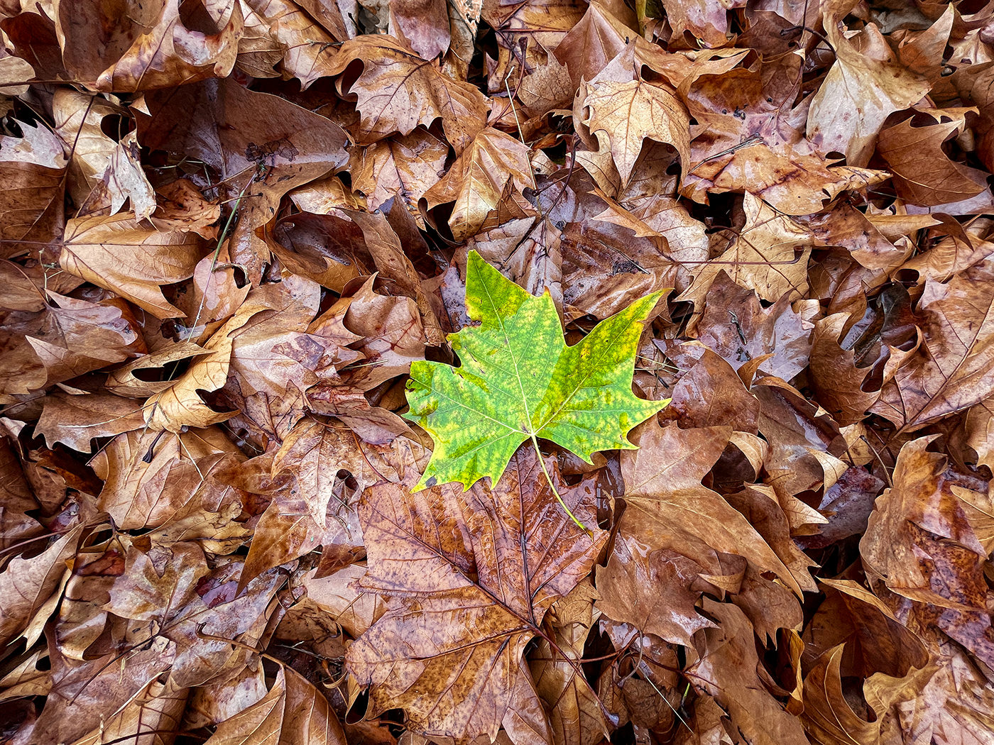 ProCamera iPhone 12 Pro Ultra Wide Lens - Leaves