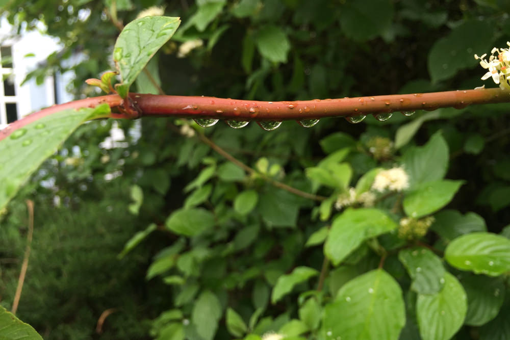 drips close up_small