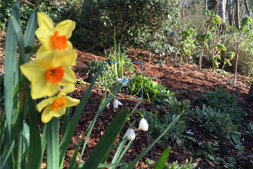 Focus & Exposure flower reticle